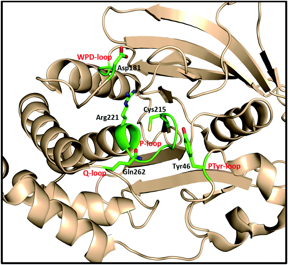 Covalent inhibition of protein tyrosine phosphatases - Molecular 