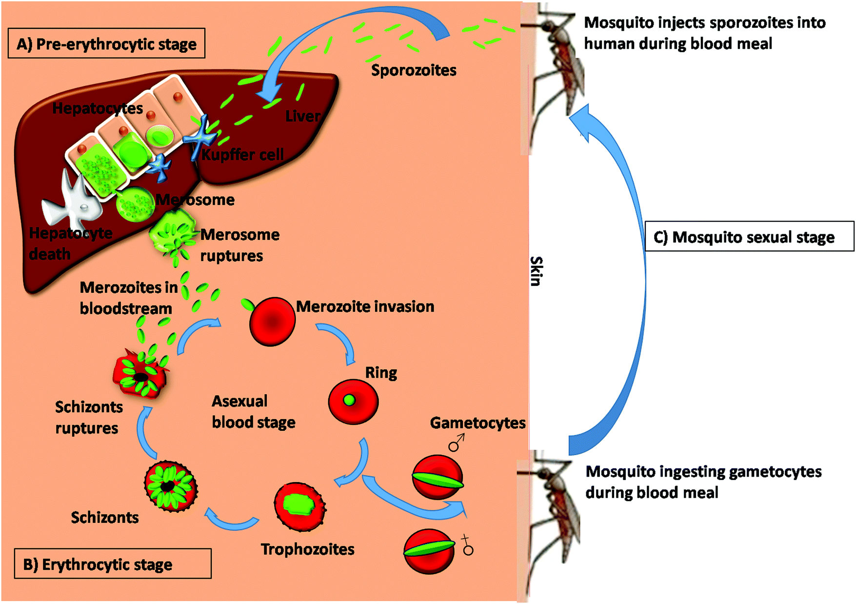 Various ways by which P. falciparum parasite evades the immune system via  secreted extracellular vesicles