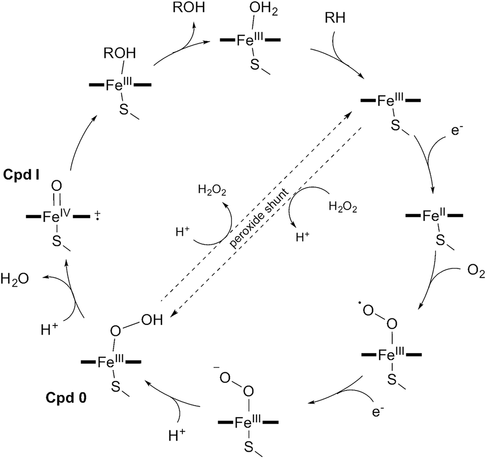 Cytochromes P450 for natural product biosynthesis in Streptomyces