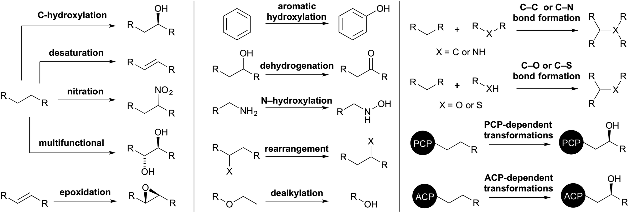 Cytochromes P450 for natural product biosynthesis in Streptomyces