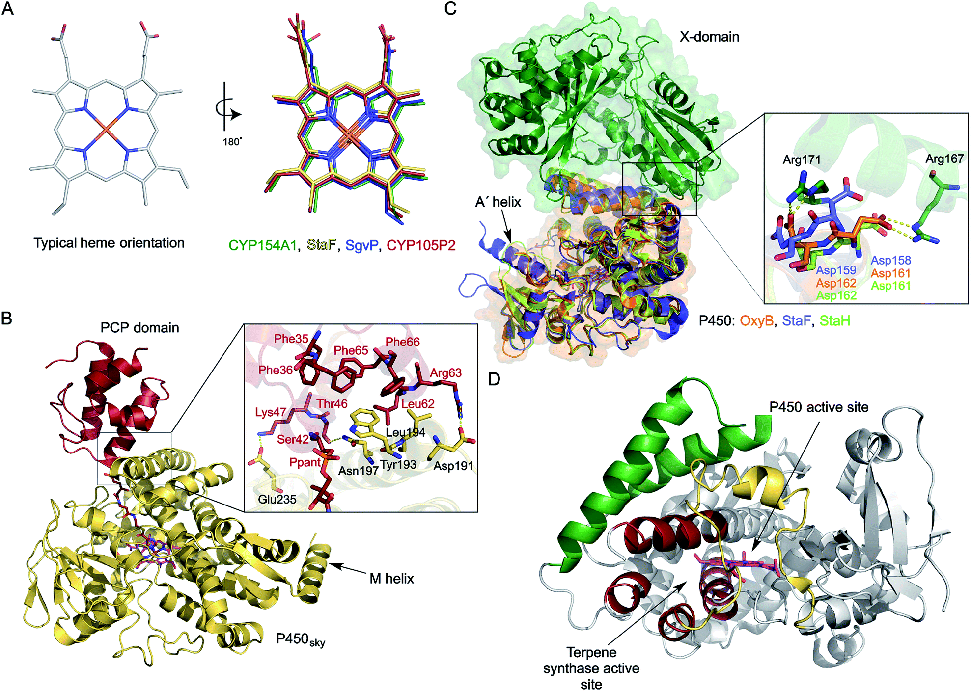 Cytochromes P450 for natural product biosynthesis in Streptomyces