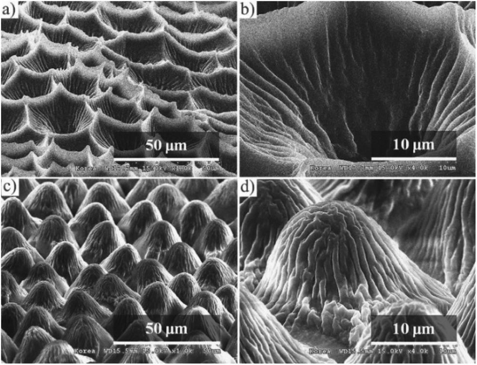 Biomimetic polymeric superhydrophobic surfaces and nanostructures 