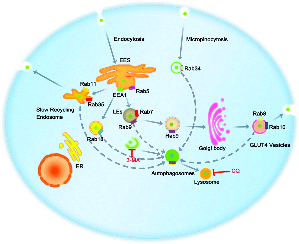 Systematic investigation on the intracellular trafficking network