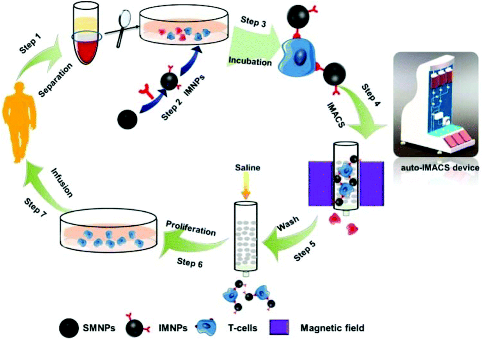 Large-scale immuno-magnetic cell sorting of T cells based on a  self-designed high-throughput system for potential clinical application -  Nanoscale (RSC Publishing) DOI:10.1039/C7NR04914E