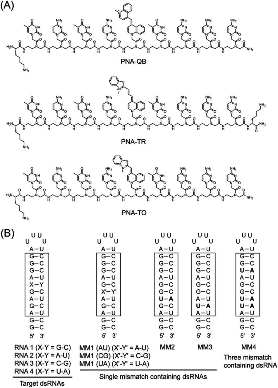 Red Emissive Triplex Forming Pna Probes Carrying Cyanine Base Surrogates For Fluorescence Sensing Of Double Stranded Rna Organic Biomolecular Chemistry Rsc Publishing Doi 10 1039 C7ob077e