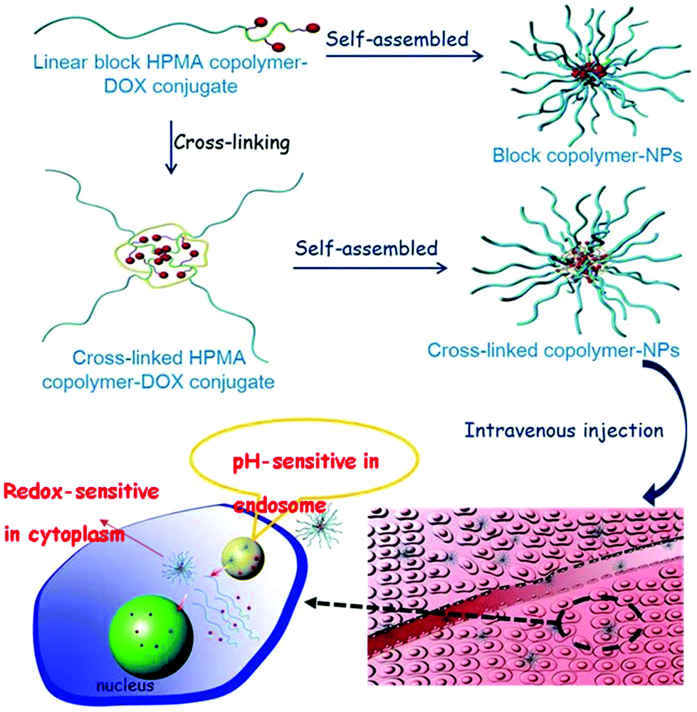 本物の and Dual-sensitive biodegradable HPMA core-crosslinked K-POP/アジア