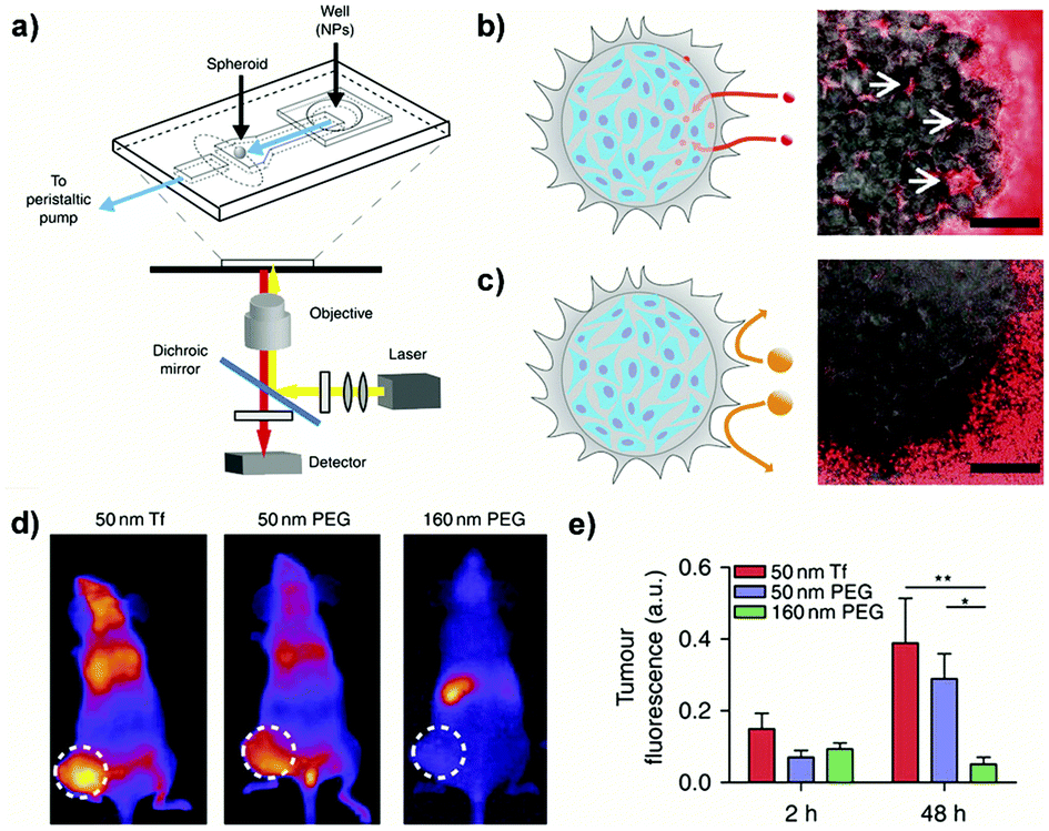 Multicellular Tumor Spheroids A Relevant 3d Model For The In Vitro Preclinical Investigation Of Polymer Nanomedicines Polymer Chemistry Rsc Publishing Doi 10 1039 C7pyh