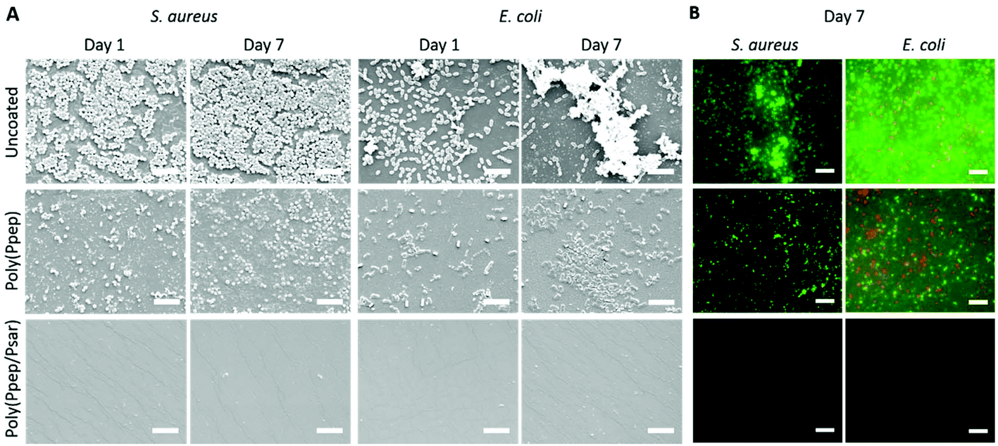 Methacrylate-ended polypeptides and polypeptoids for antimicrobial and