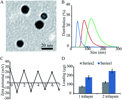 CpG and transfer factor assembled on nanoparticles reduce tumor burden ...