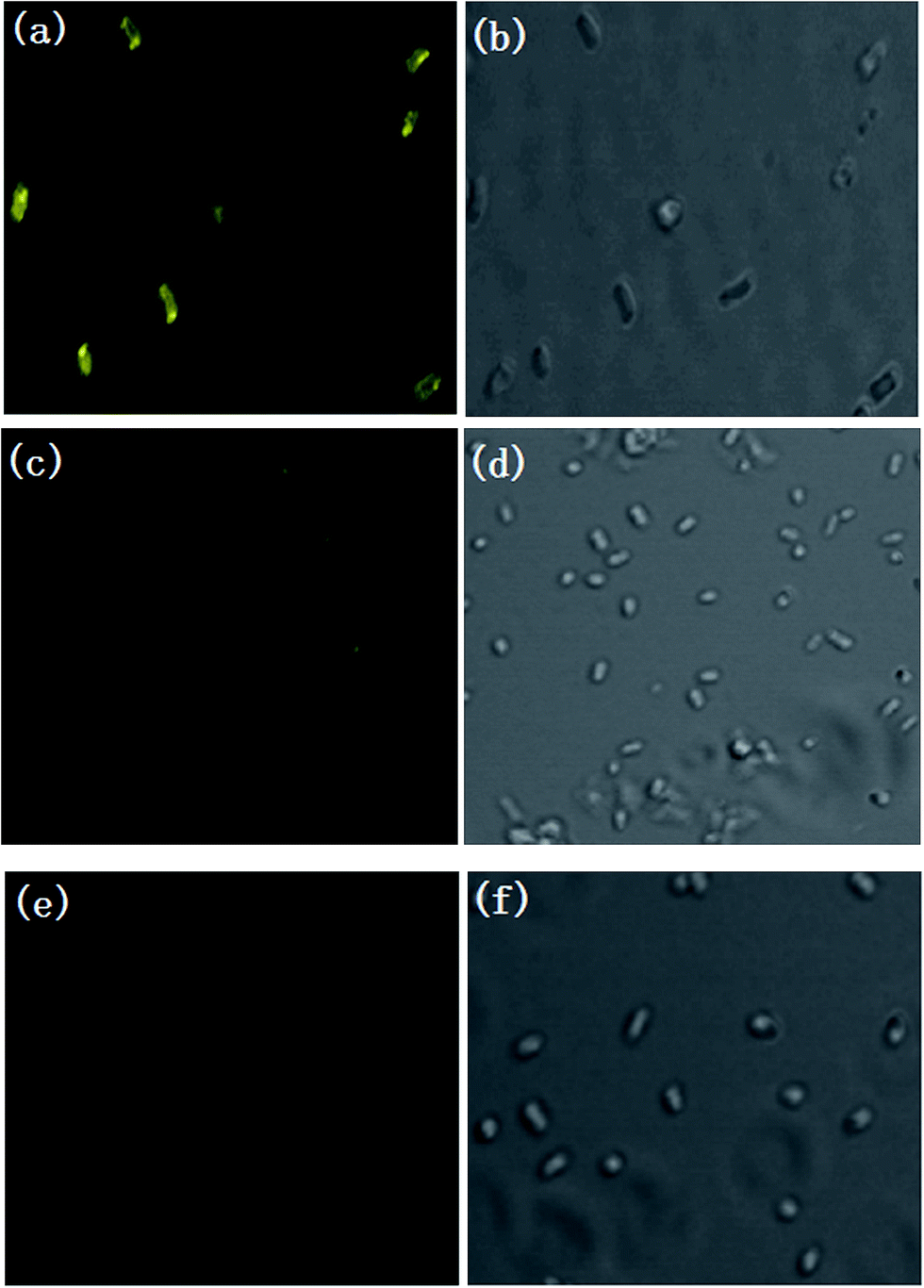 A Colorimetric And Fluorescent Ph Probe For Imaging In E Coli Cells Rsc Advances Rsc Publishing Doi 10 1039 C6ra245c