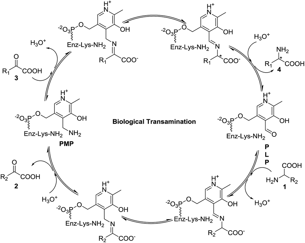 transamination mechanism