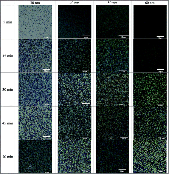 image file: c6ra27783g-f2.tif