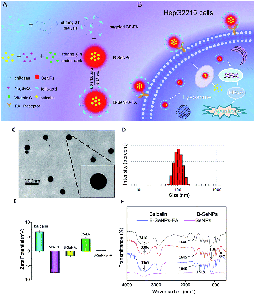 Targeting selenium nanoparticles combined with baicalin to treat HBV-infected  liver cancer - RSC Advances (RSC Publishing) DOI:10.1039/C6RA28229F