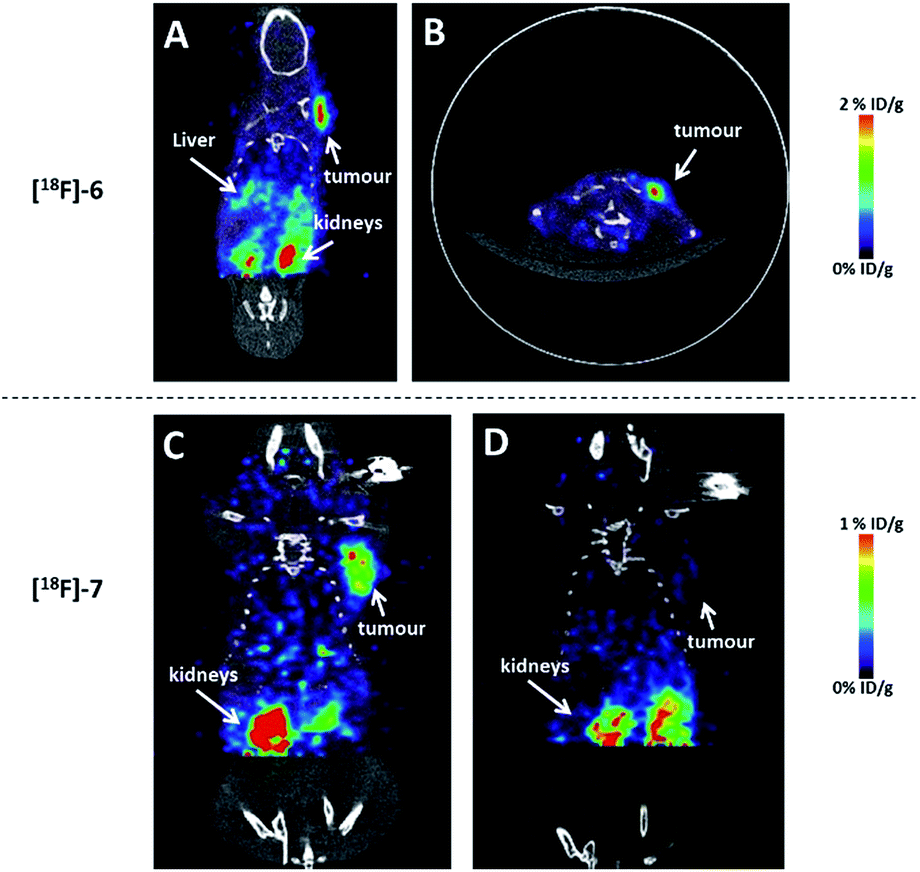 Above: Decay corrected microPET/CT images of nude mice 