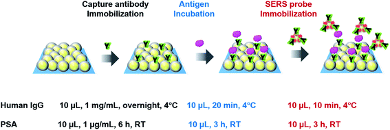 Immobilization of the IgG and Prostate Specific Antigen (PSA) on SU-8