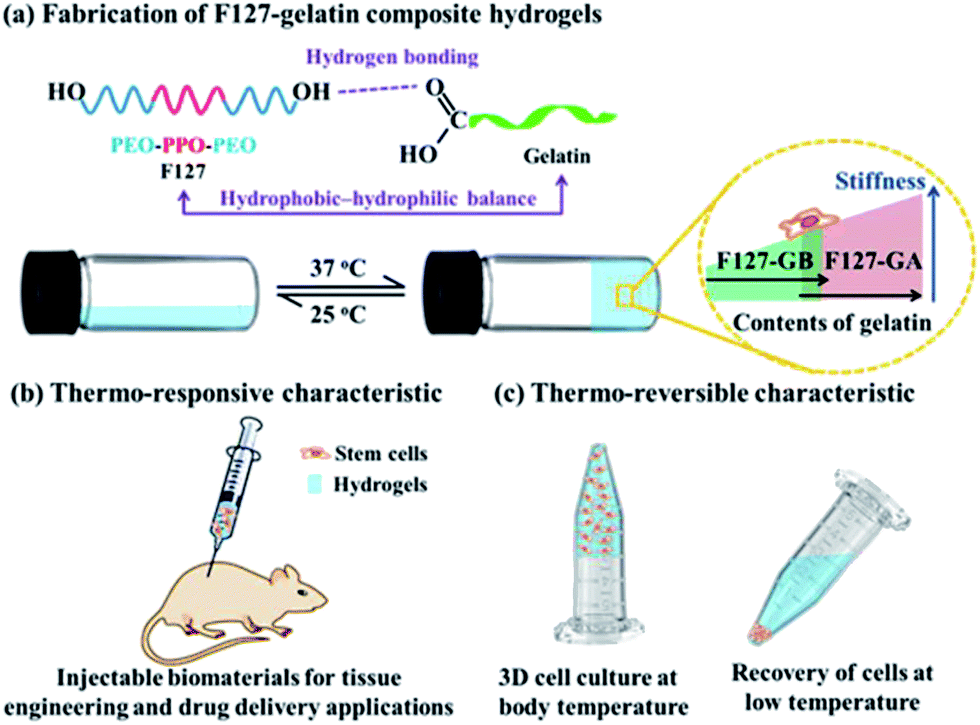 Fabrication of F127–gelatin composite hydrogels and their potential bioappl...