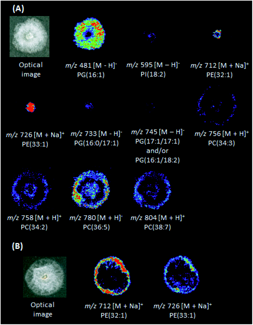 Desorption Electrospray Ionization Mass Spectrometry Imaging Reveals Chemical Defense Of Burkholderia Seminalis Against Cacao Pathogens Rsc Advances Rsc Publishing Doi 10 1039 C7ra035j