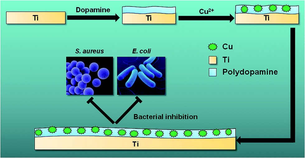 Mussel-inspired deposition of copper on titanium for bacterial 