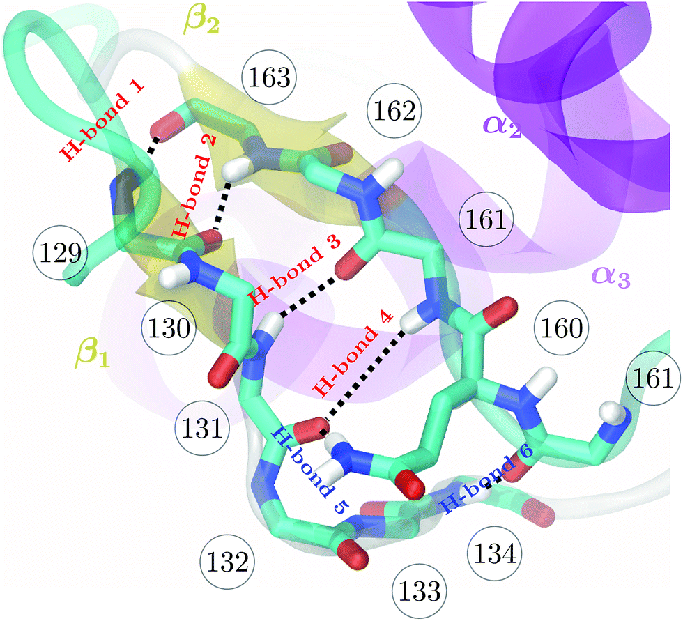 N terminal. Secondary structure of Protein. Полиморфизм коллагена. Protein Backbone. C and n Terminus Protein.