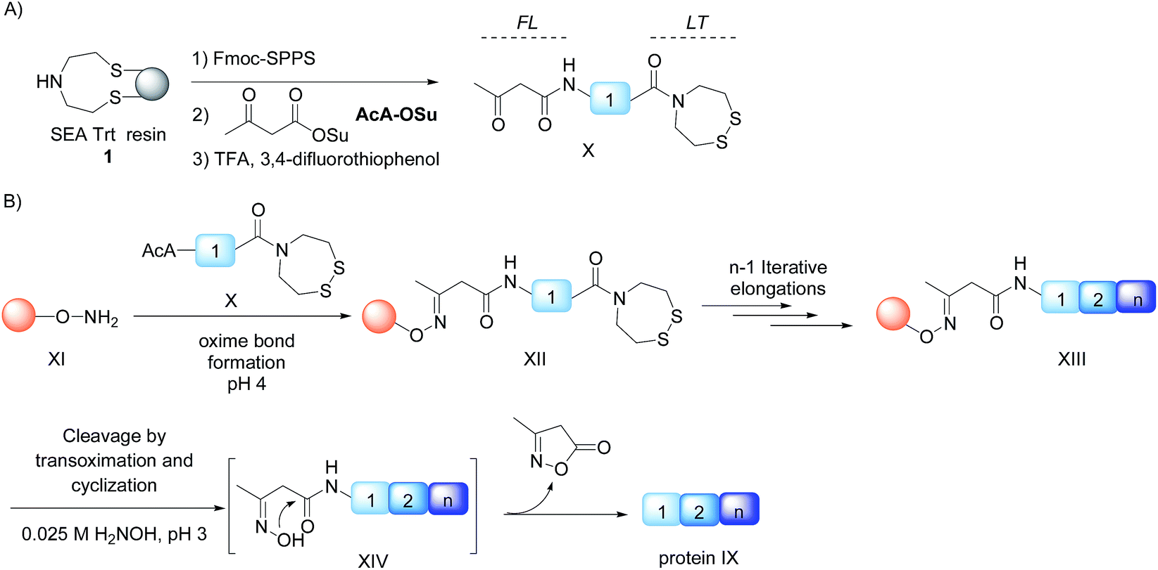 A simple and traceless solid phase method simplifies the assembly 