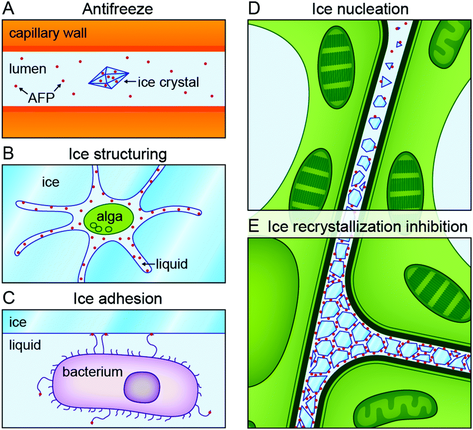 From ice-binding proteins to bio-inspired antifreeze materials - Soft  Matter (RSC Publishing) DOI:10.1039/C6SM02867E