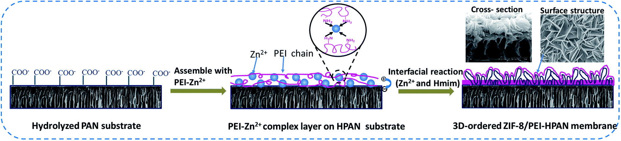 Highly permeable zeolite imidazolate framework composite membranes 