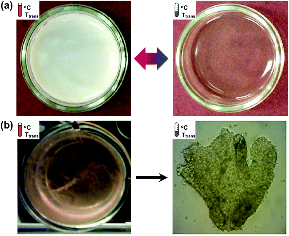 Thermo Responsive Polymers And Their Application As Smart