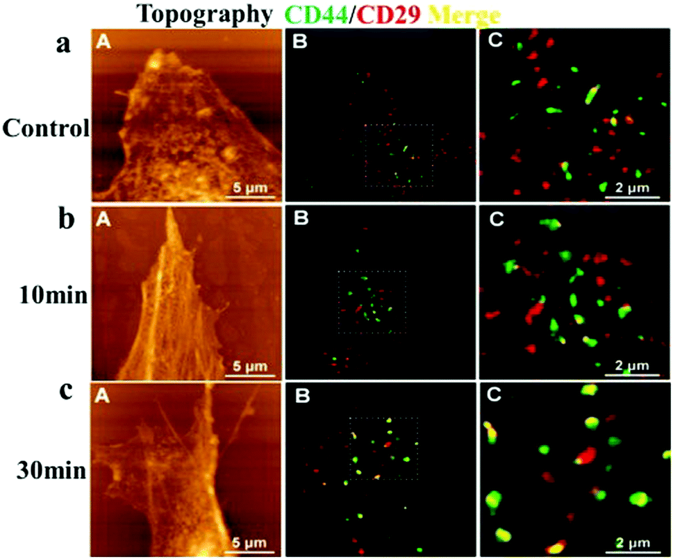 Application of semiconductor quantum dots in bioimaging and 