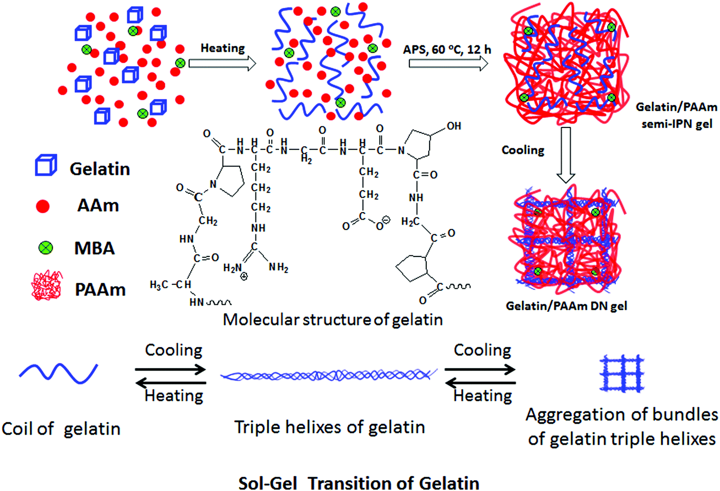 gelatin structure