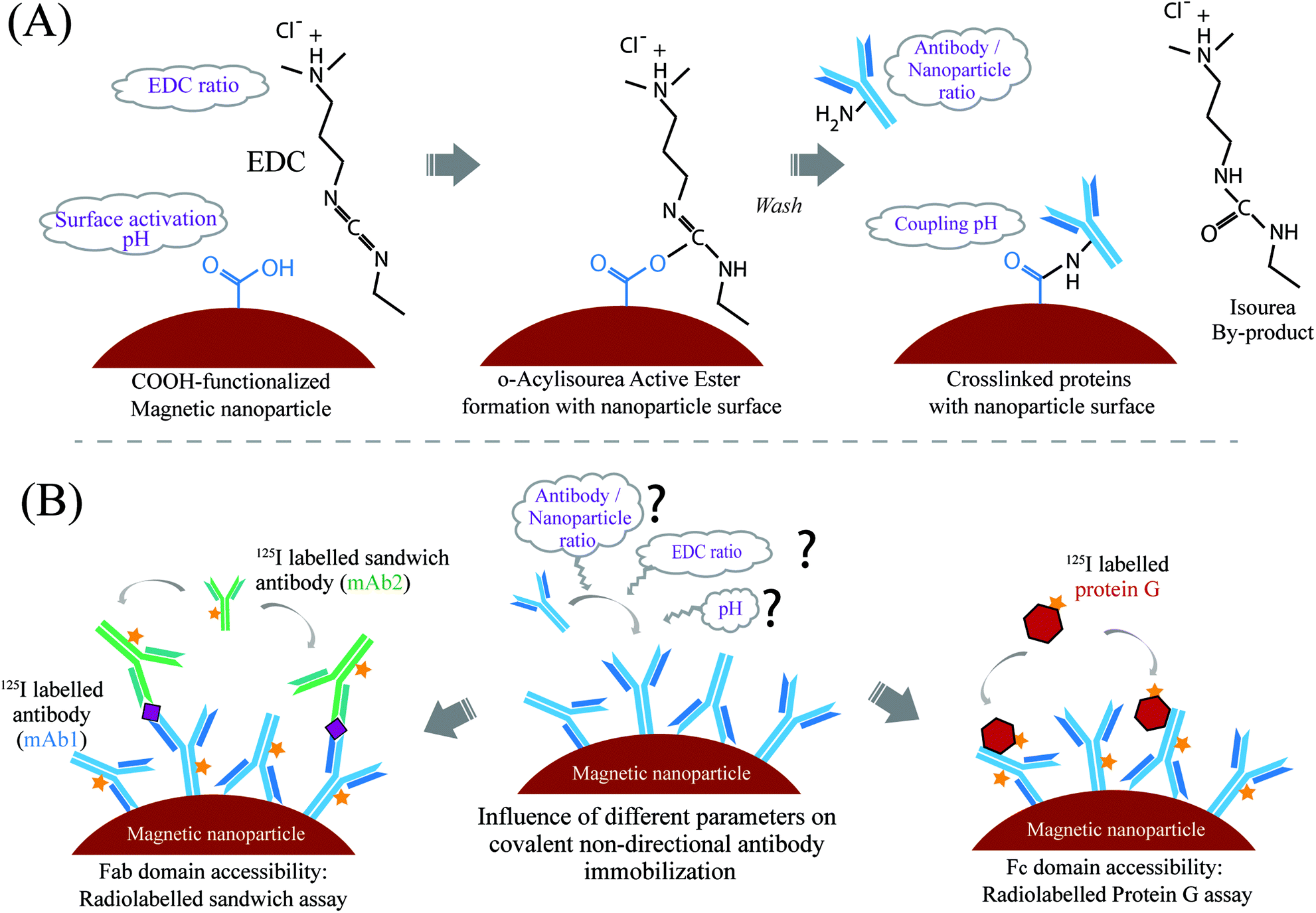 The influence of covalent immobilization conditions on antibody ...