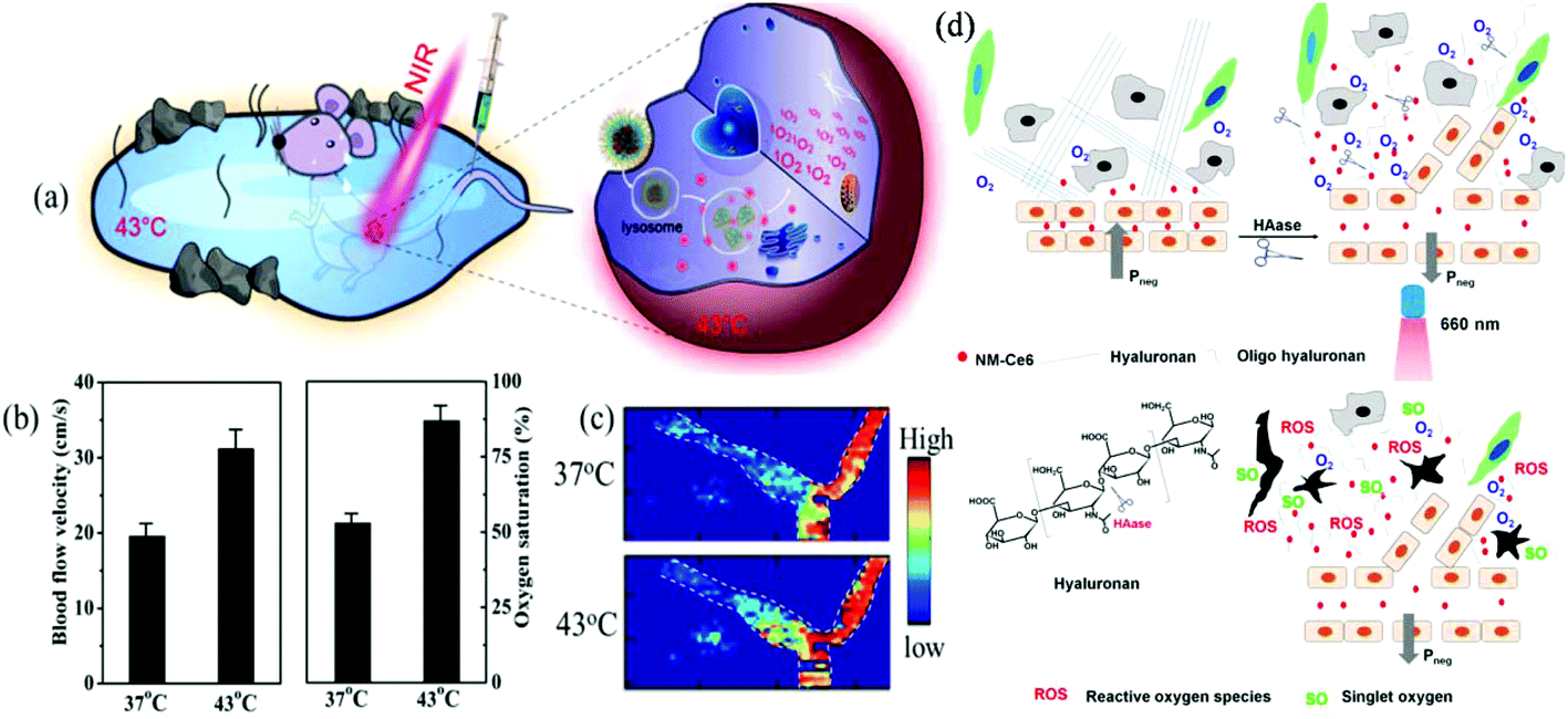 Manipulating Tumor Hypoxia Toward Enhanced Photodynamic Therapy Pdt Biomaterials Science Rsc Publishing