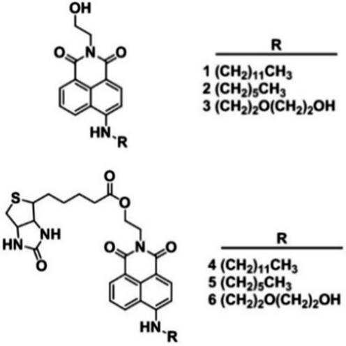 Targeted tumor detection: guidelines for developing biotinylated ...