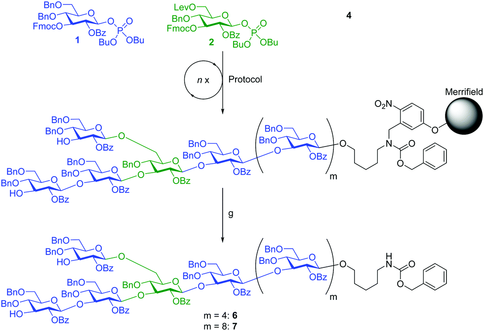 Automated glycan assembly of branched β(1,3)glucans to identify