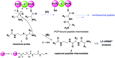Novel chemical probes for the investigation of nonribosomal peptide ...