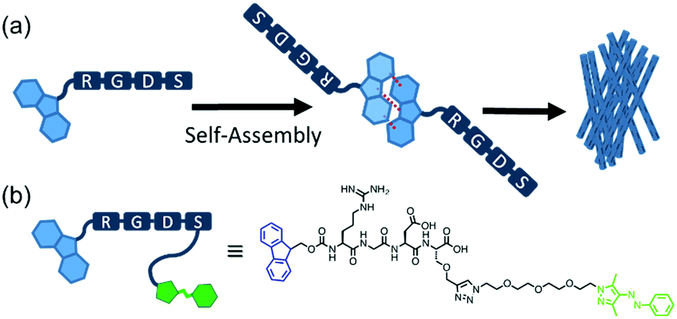 Hierarchical Supramolecular Hydrogels: Self-assembly By Peptides And ...