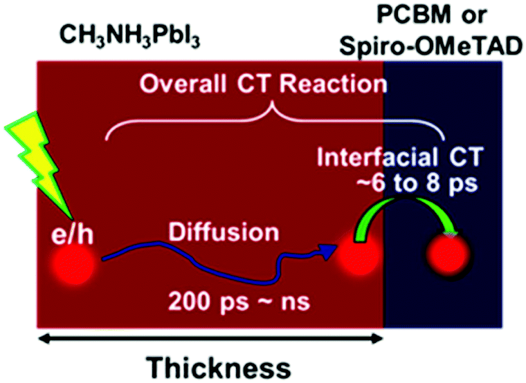 Insights into charge carrier dynamics in organometal halide
