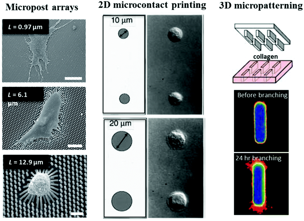 New advances in probing cell–extracellular matrix interactions ...