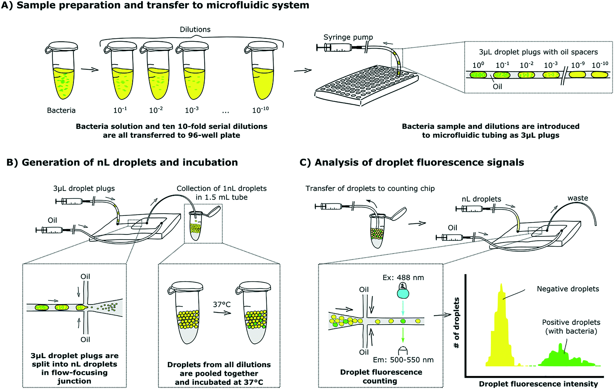 Optimized droplet digital CFU assay (ddCFU) provides precise