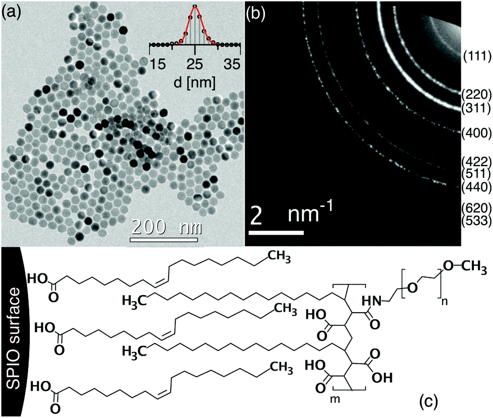 Evaluation Of Peg Coated Iron Oxide Nanoparticles As Blood Pool Tracers For Preclinical Magnetic Particle Imaging Nanoscale Rsc Publishing