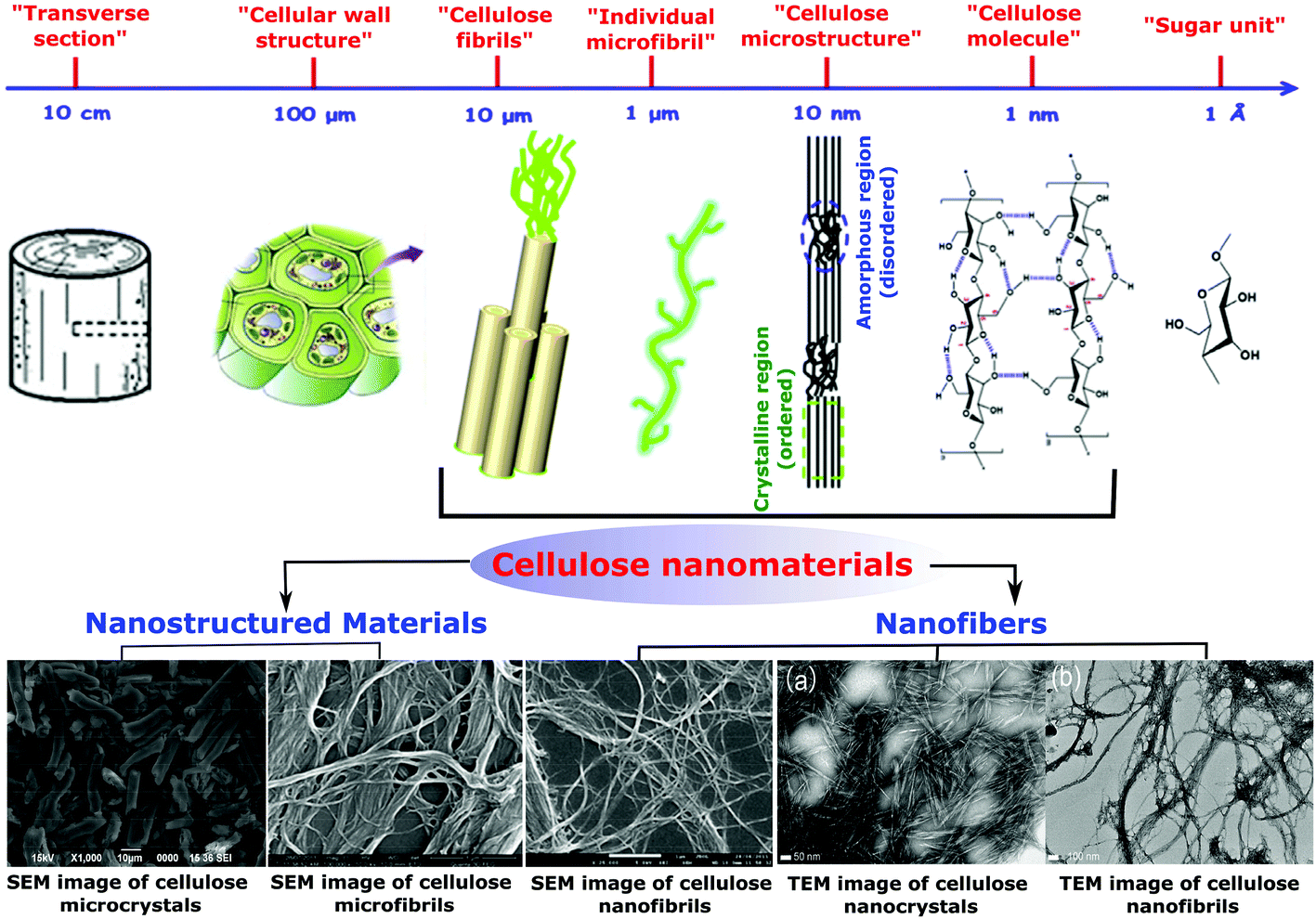 Recent progress in cellulose nanocrystals: sources and production ...