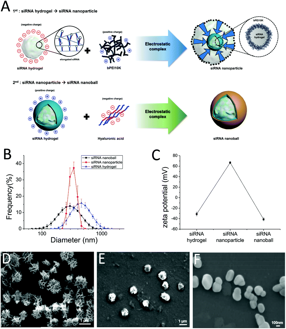 Therapeutic Effects Of A Novel Sirna Based Anti Vegf Sivegf Nanoball For The Treatment Of Choroidal Neovascularization Nanoscale Rsc Publishing