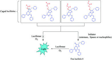 Prolonged bioluminescence imaging in living cells and mice using novel ...