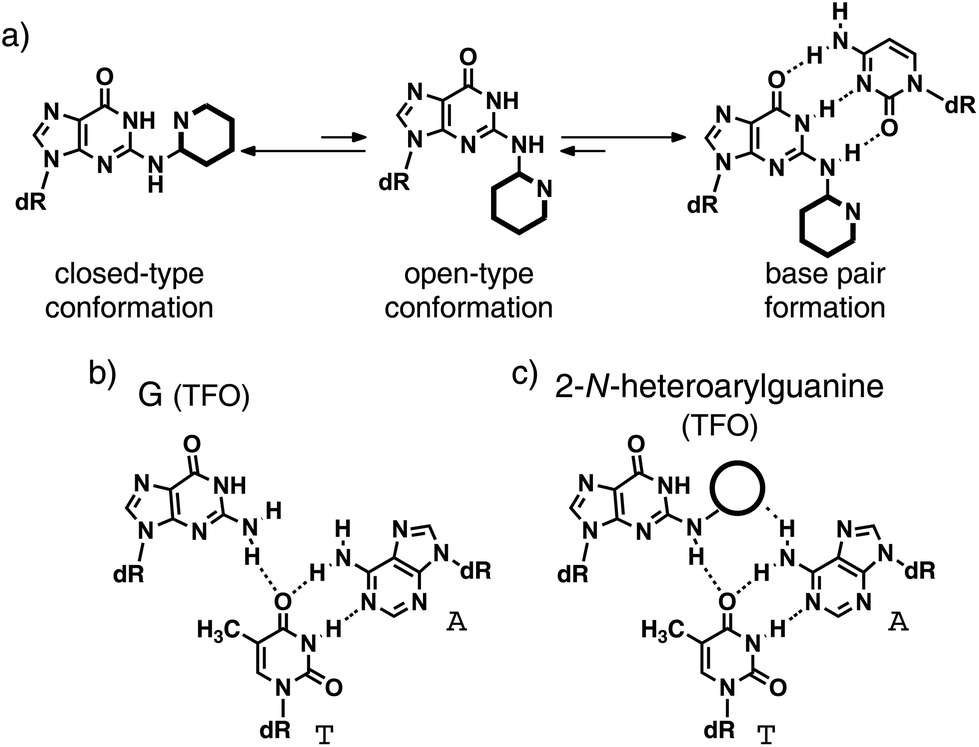 Synthesis Of Oligonucleotides Containing 2 N Heteroarylguanine Residues And Their Effect On Duplex Triplex Stability Organic Biomolecular Chemistry Rsc Publishing