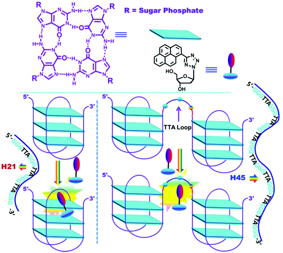 Tetrazolylpyrene Unnatural Nucleoside As A Human Telomeric Multimeric G Quadruplex Selective Switch On Fluorescent Sensor Organic Biomolecular Chemistry Rsc Publishing