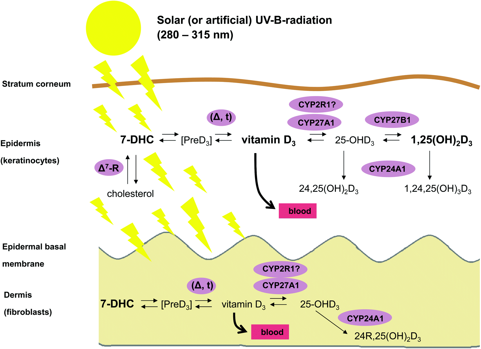 Topical Vitamin D Analogs