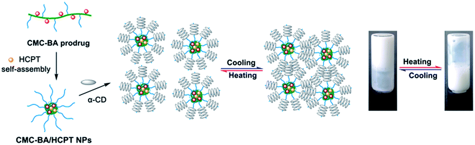 Self-assembled PEG–carboxymethylcellulose nanoparticles/α-cyclodextrin ...