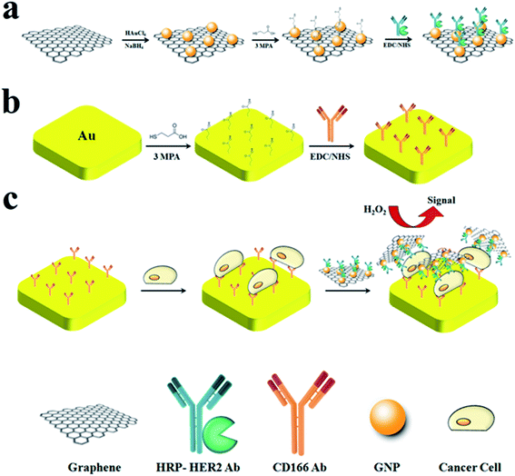 An electrochemical cytosensor for ultrasensitive detection of cancer