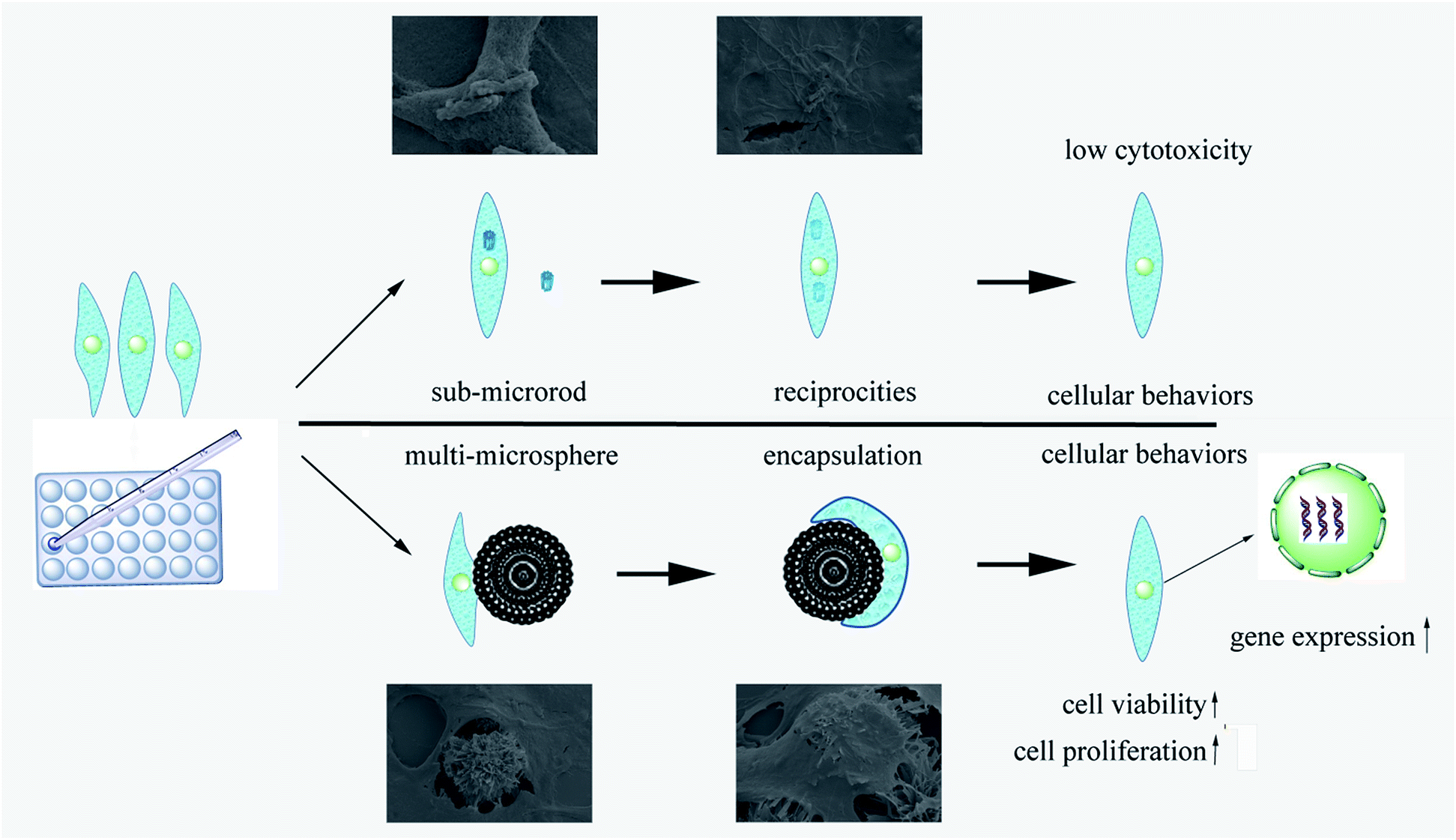 The effects of dissociated rods and rod-surfaced microspheres on bone ...