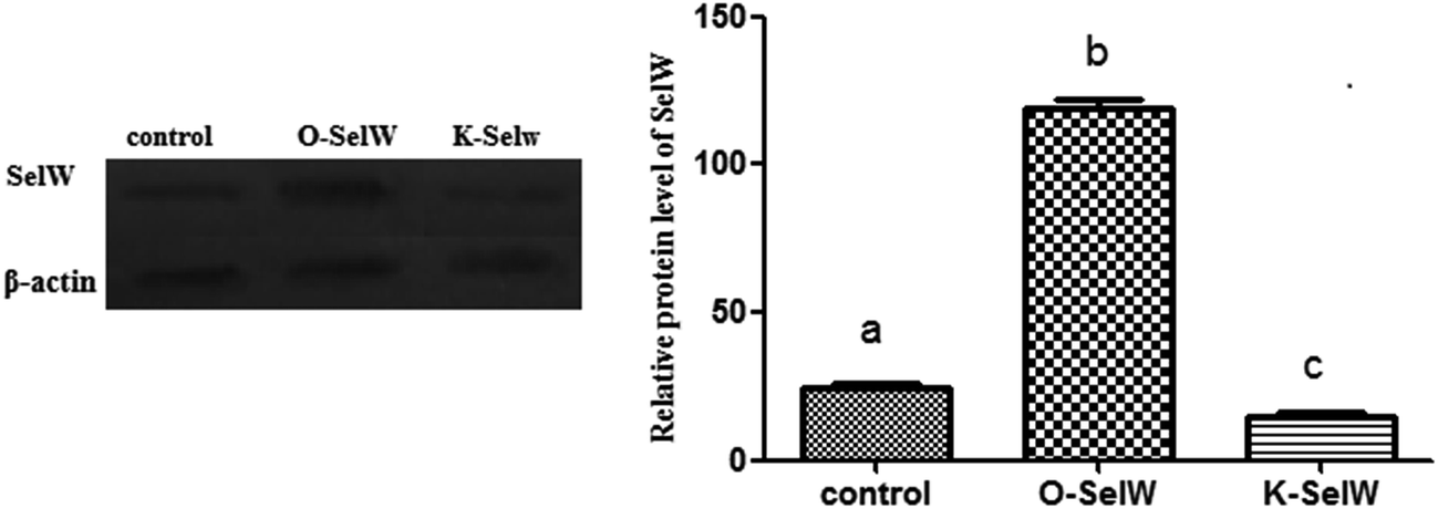 SelW protects against H 2 O 2 -induced liver injury in chickens via ...