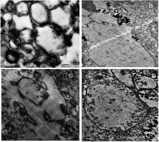 Rapid synthesis for monodispersed gold nanoparticles in kaempferol and ...